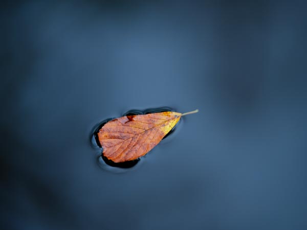 Floating Leaf