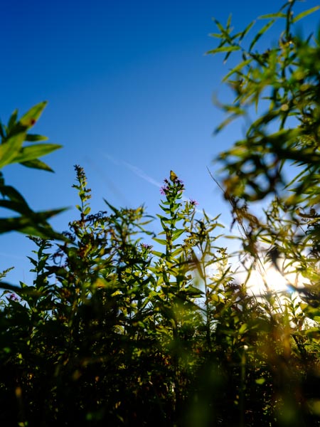 Butterfly feeding from a flower