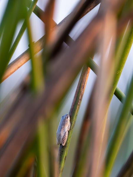 Frog in the Okavongo Delta