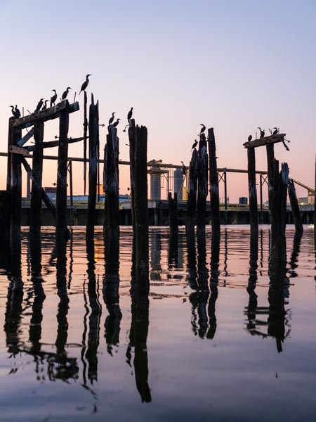 Herons on the Mystic River