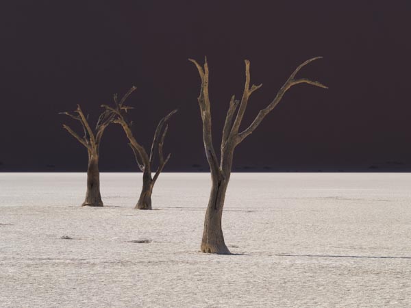 A stand of petrified trees in Deadvlei